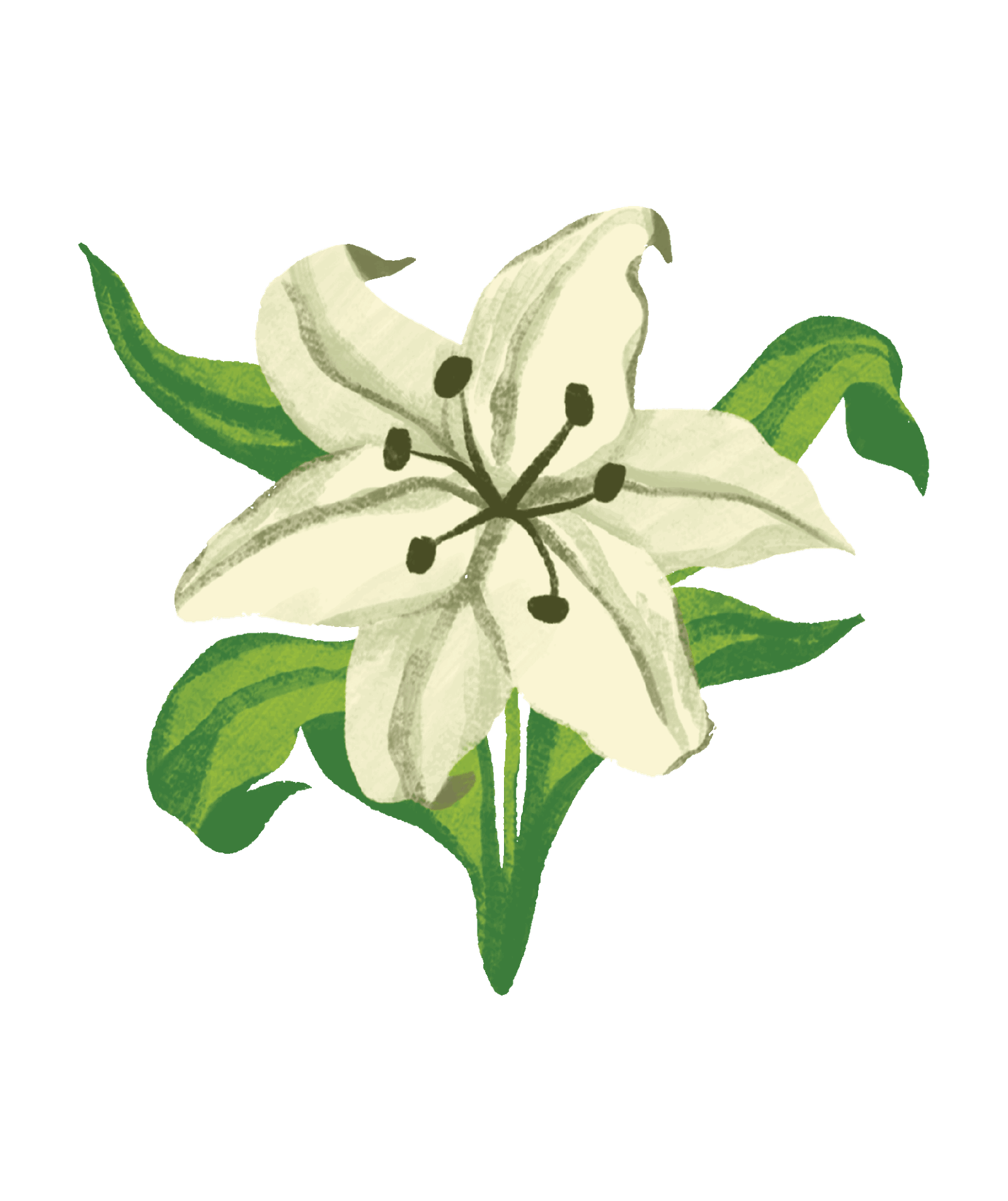 Jasmine flower illustration